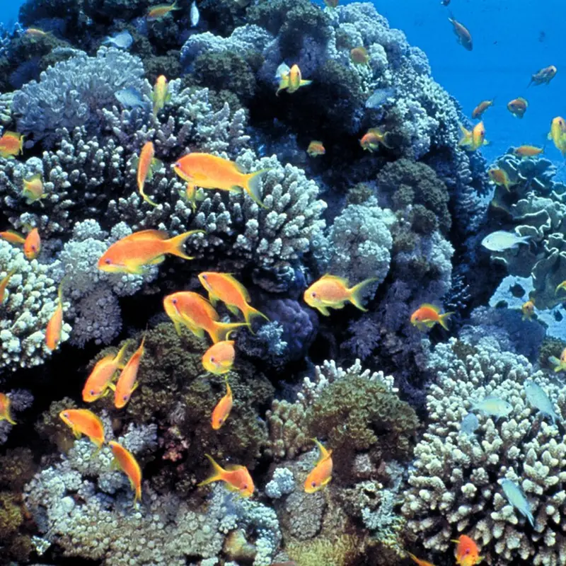 Coral reef on the seabed of the Gulf of Aqaba
