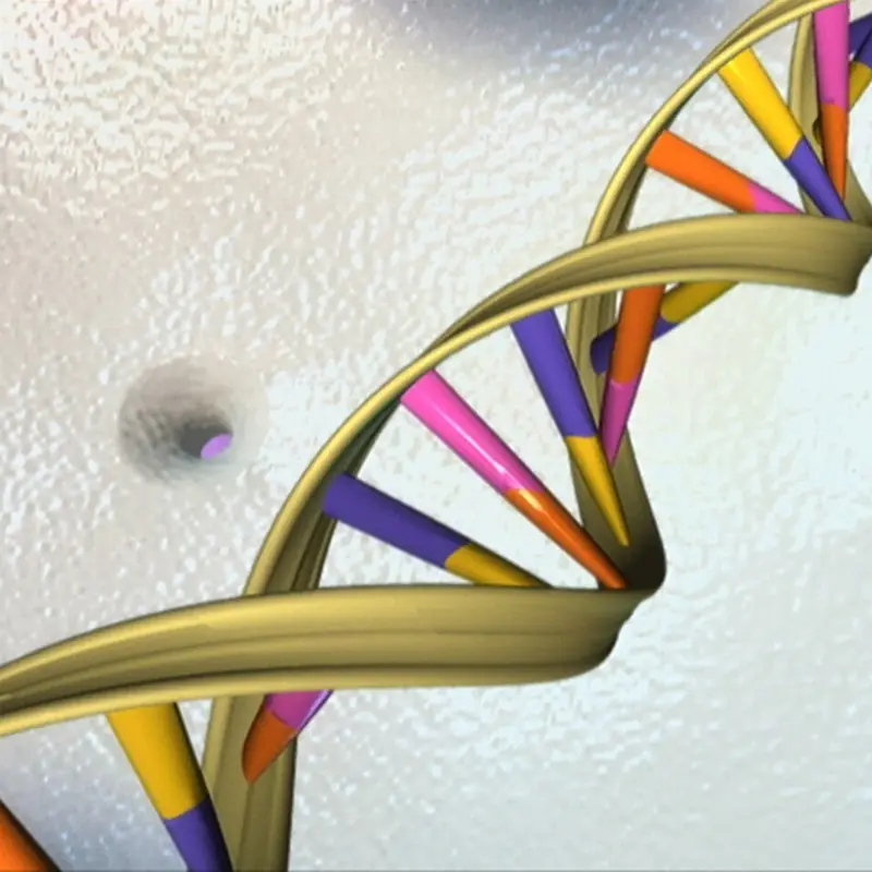 Model of the DNA double helix